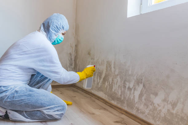 Licensed Black Mold Removal service in Belmont, VA - WQB Mold Removal