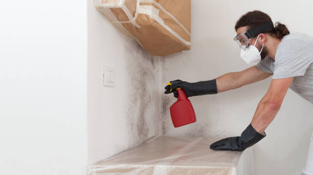 Professional Black Mold Removal technician working in Belmont, VA