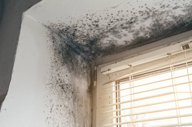 Affordable Black Mold Removal solutions in Belmont, VA